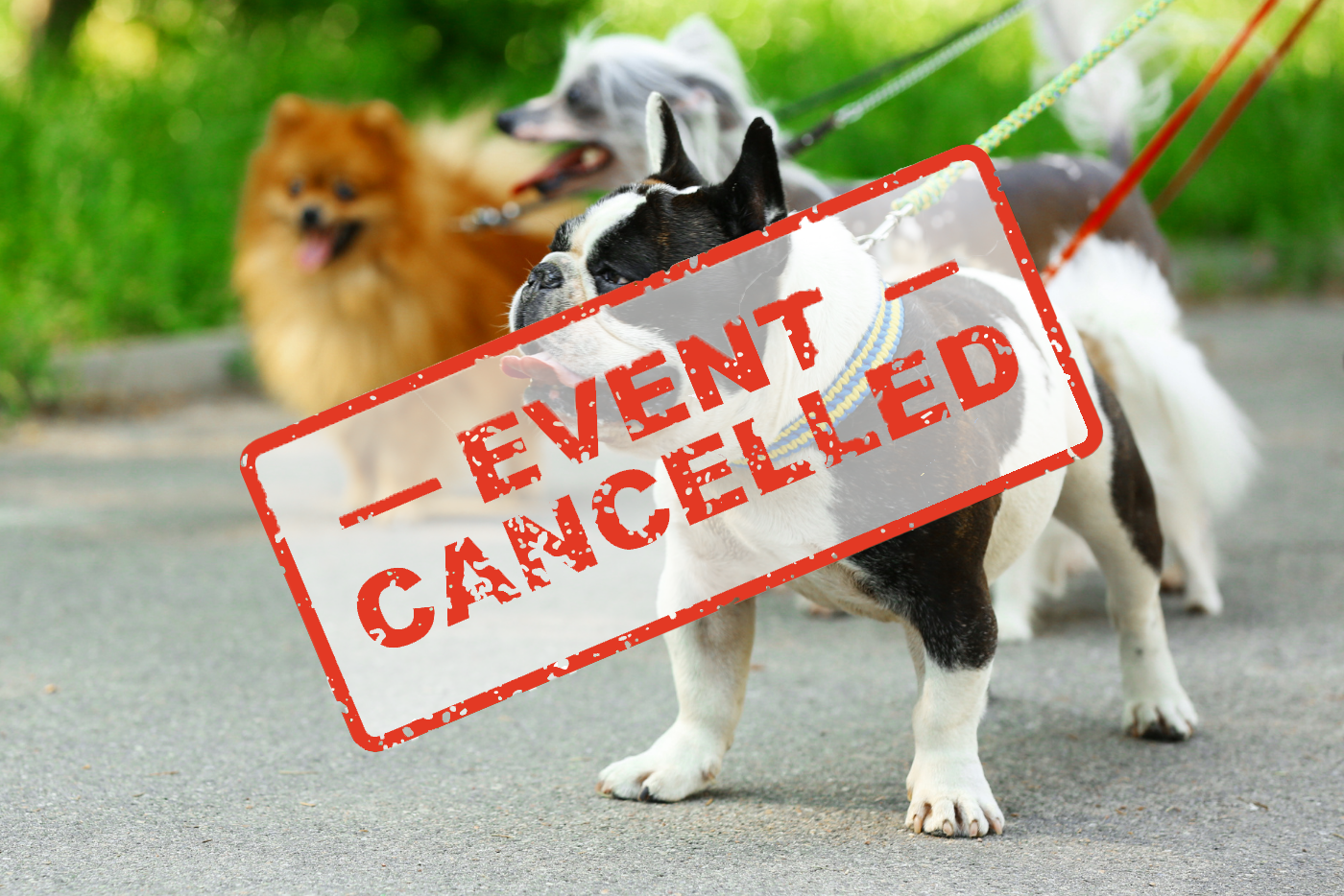 Event Canceled. Small dogs walking in park.