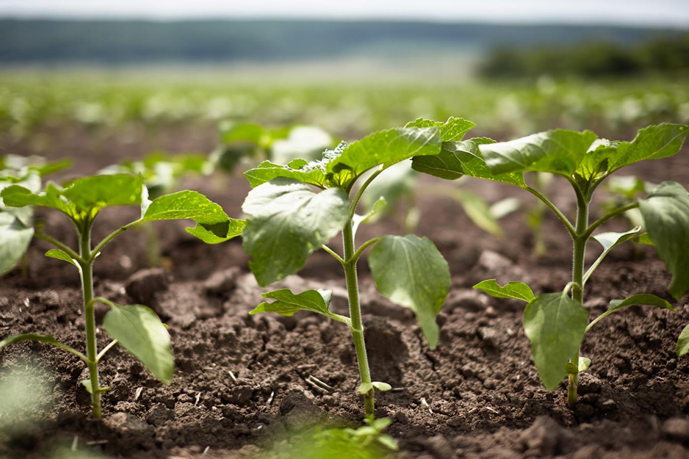 Sunflower plants sprouting from the soil in a sunny garden.