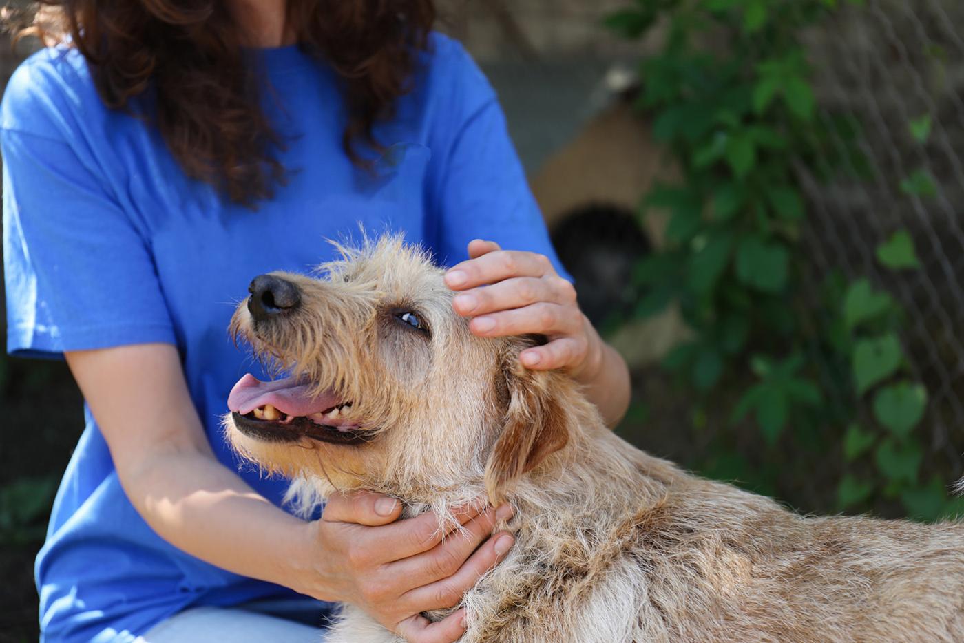 A friendly, sandy color, medium coat dog being pet by someone at an animal adoption event. 