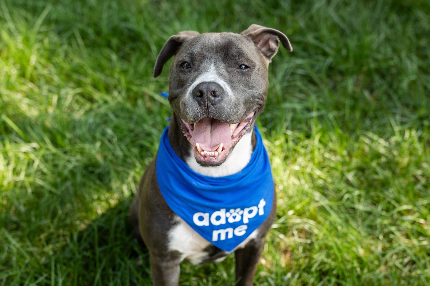 A smiling grey dog with white chest wearing a blue bandana with the words "adopt me" printed in white.