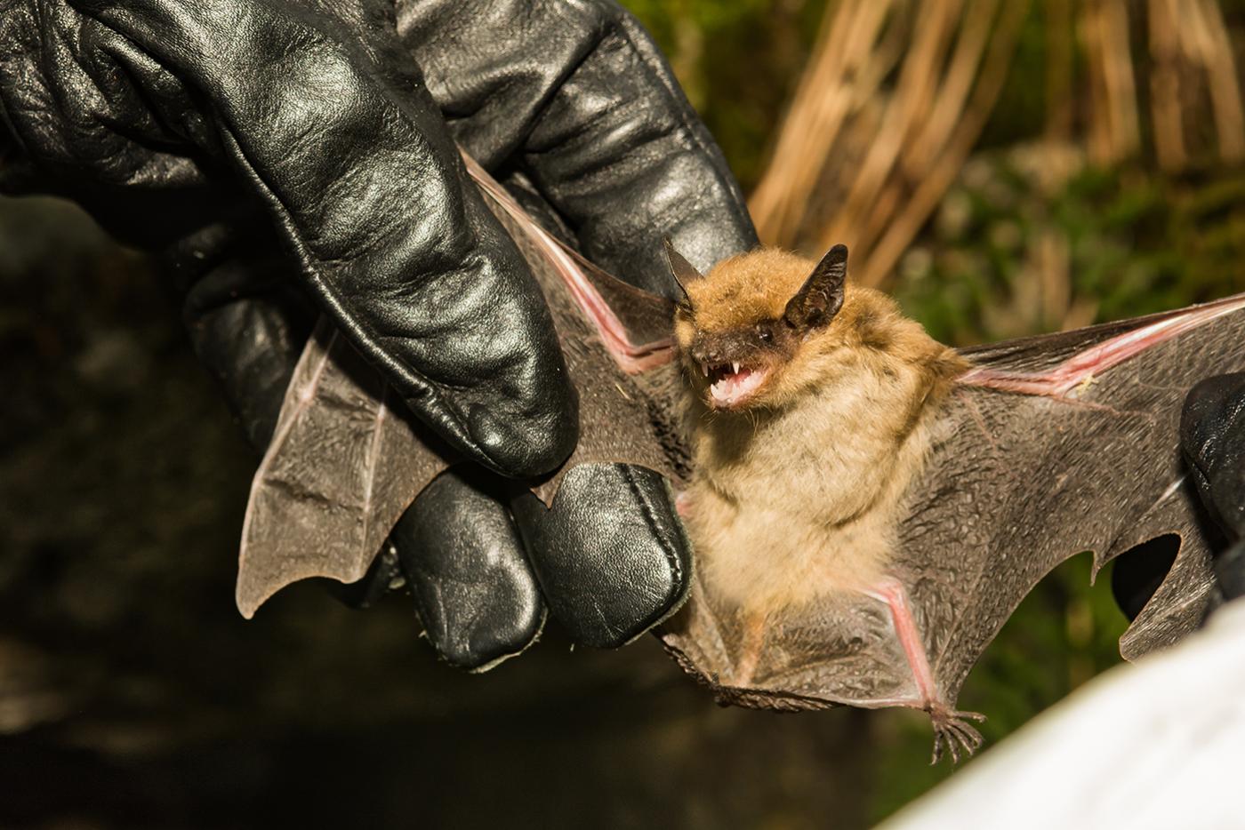 Someone with black leather gloves holding a brown bat by its wings.