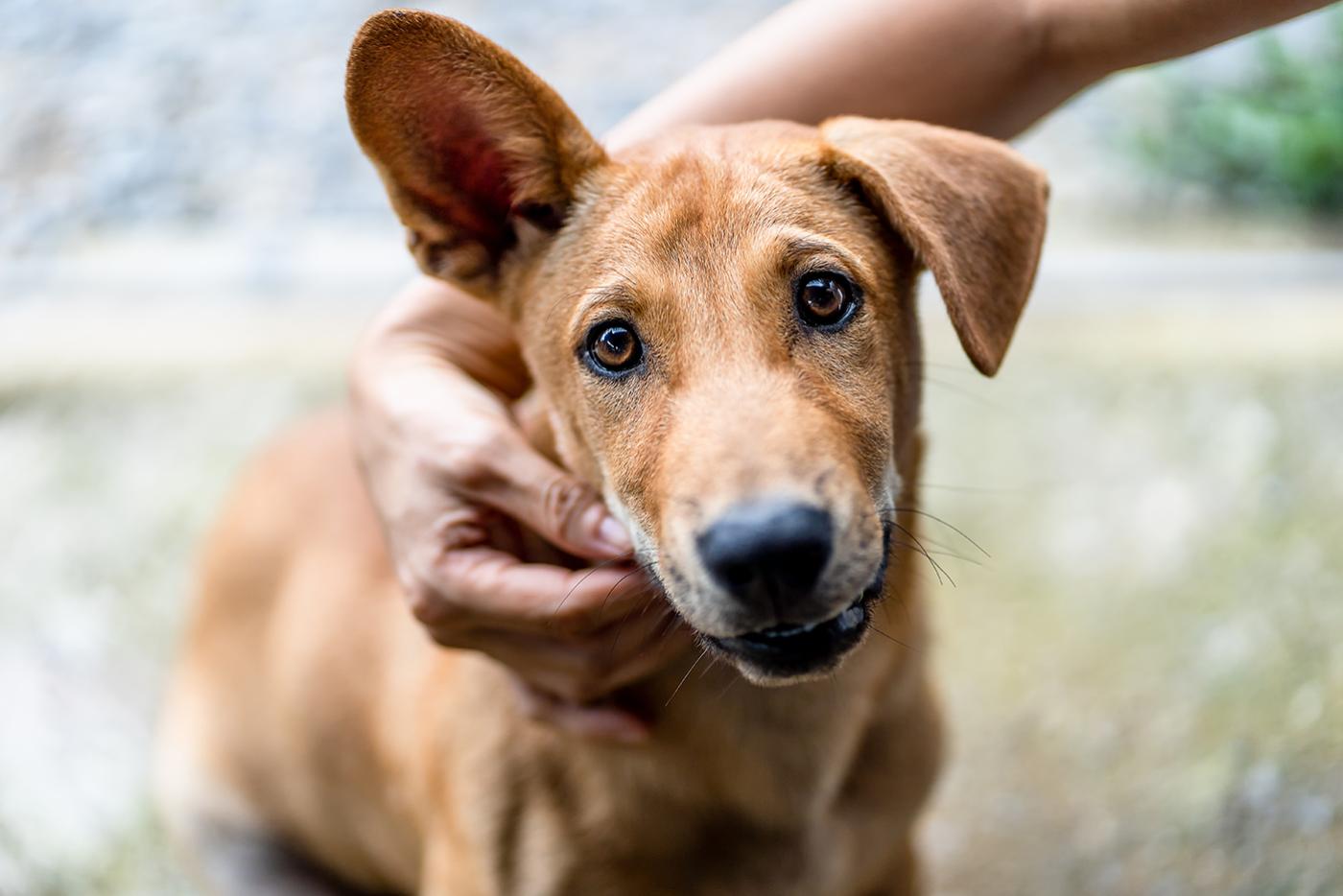  A young, friendly, brown short-haired dog being pet by a female hand.