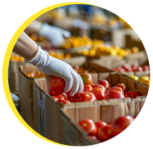 Volunteer picking tomatoes from a box of fresh vegetables at a food pantry.