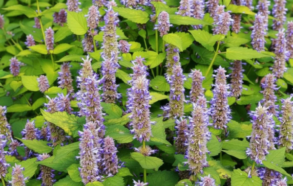 Agastache blue fortune plant