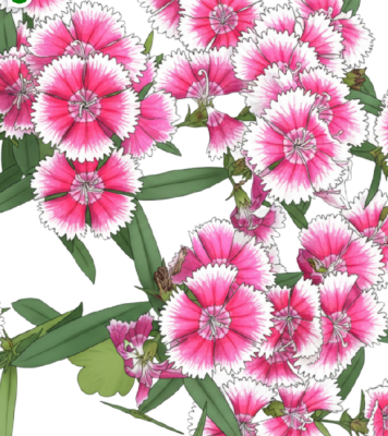 Dianthus plant with pink and white blooms