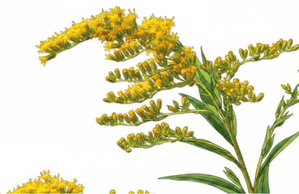Goldenrod plant with yellow-gold blooms