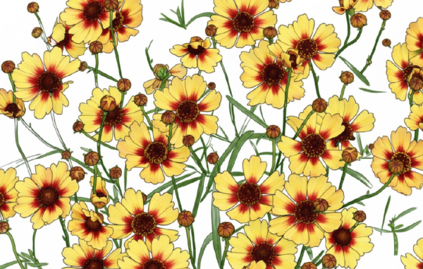 Tickseed plant with yellow blooms