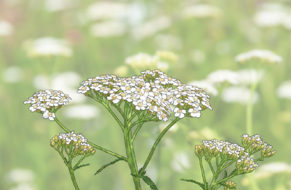 Yarrow plant