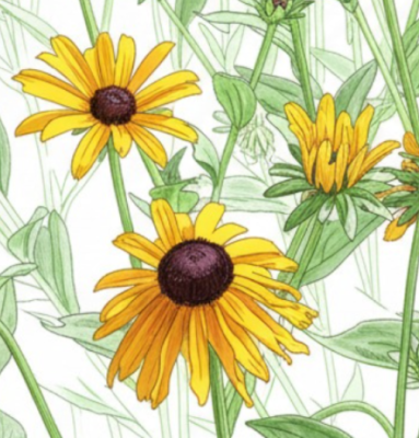 Black-eyed Susan plant