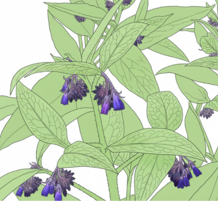 Comfrey plant with violet colored blooms