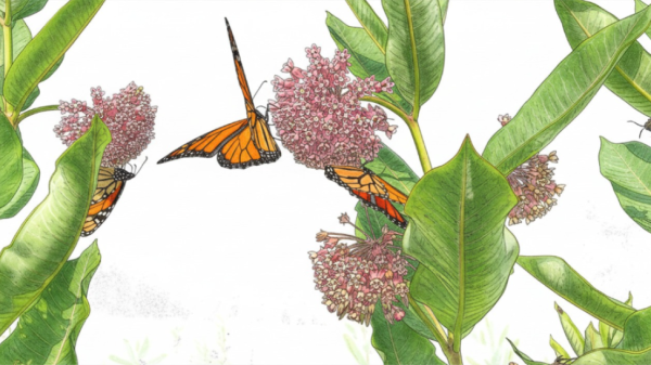 Common milkweed plant with monarch butterflies perched on blooms.
