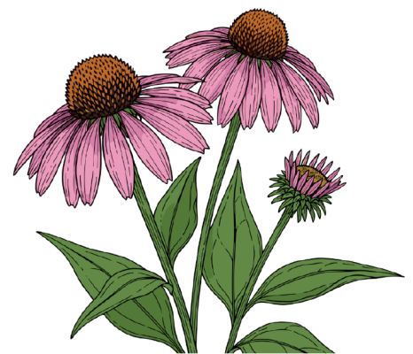 Coneflower plant with lavender color blooms