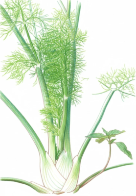 Fennel plant.