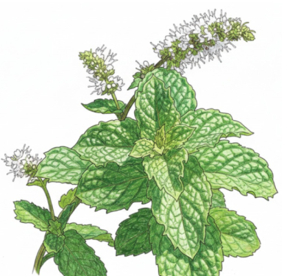 Narrowleaf mountain mint plant
