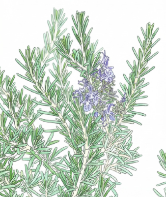 Rosemary plant