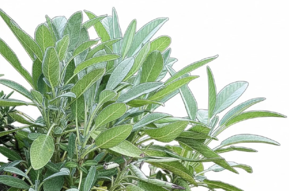 Sage plant