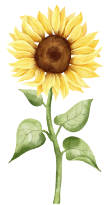 Yellow bloom sunflower plant