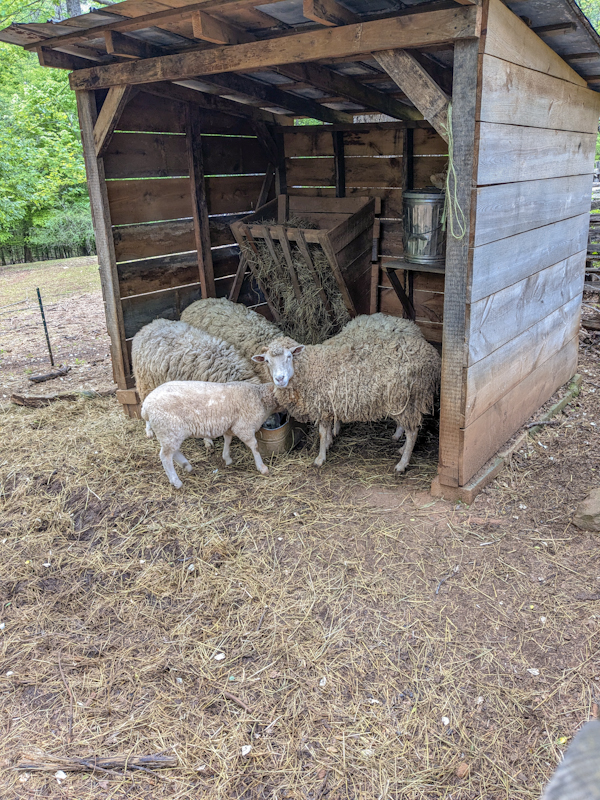 Gulf Coast Native Sheep