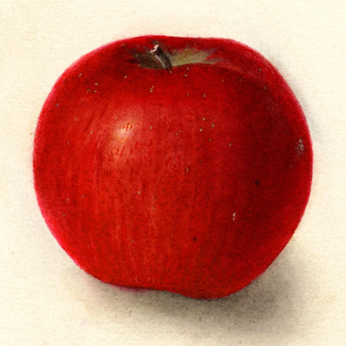 Red Apple
