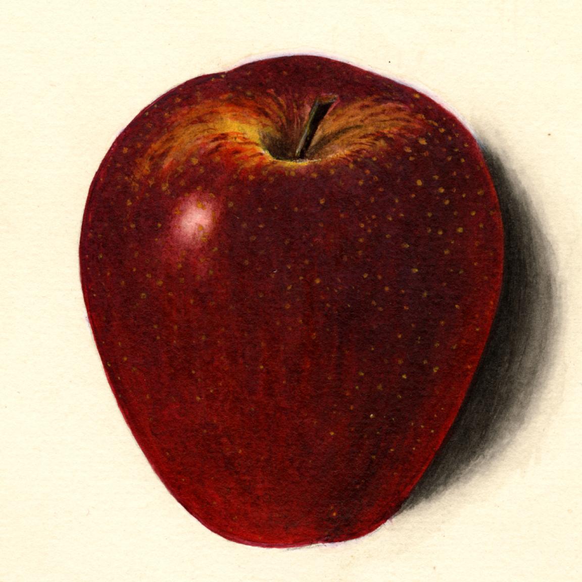 Red apple