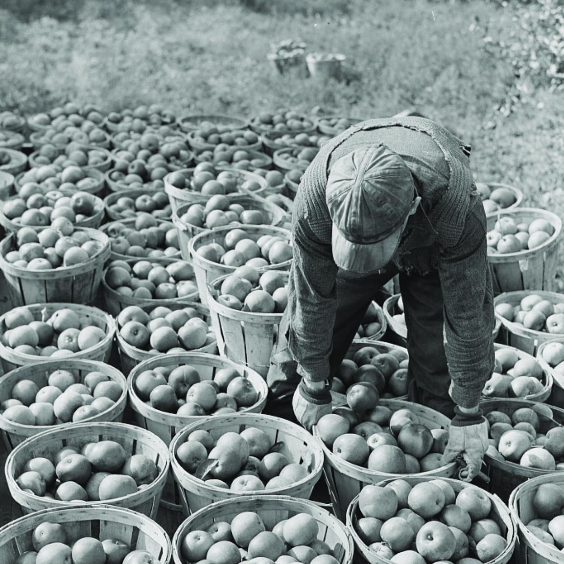 Black and white photograph of a man packing apples
