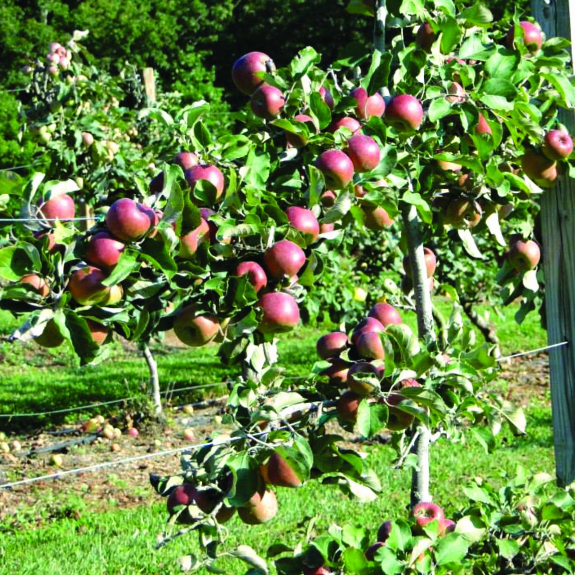 Photograph of apples growing on a tree