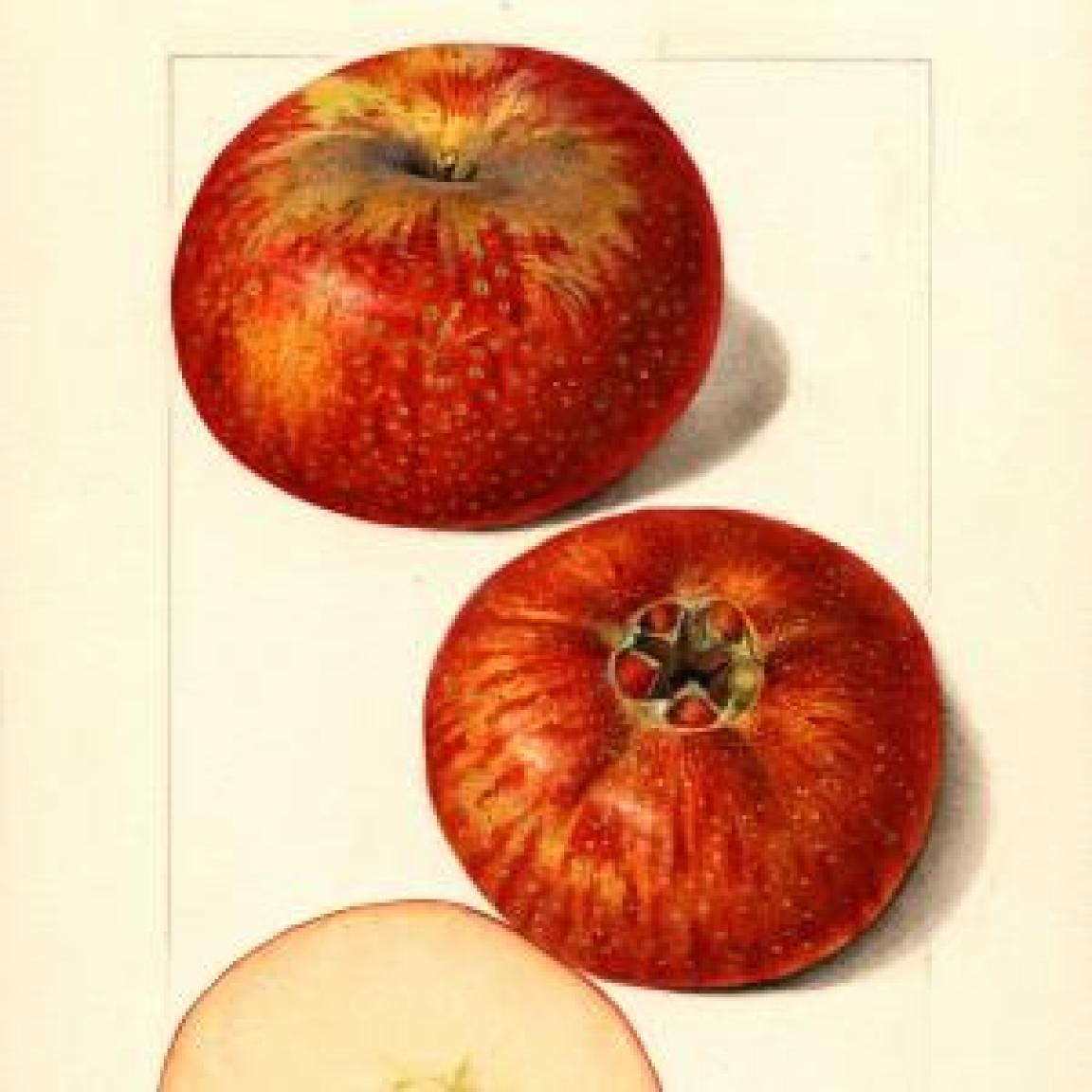 Illustration of two red apples