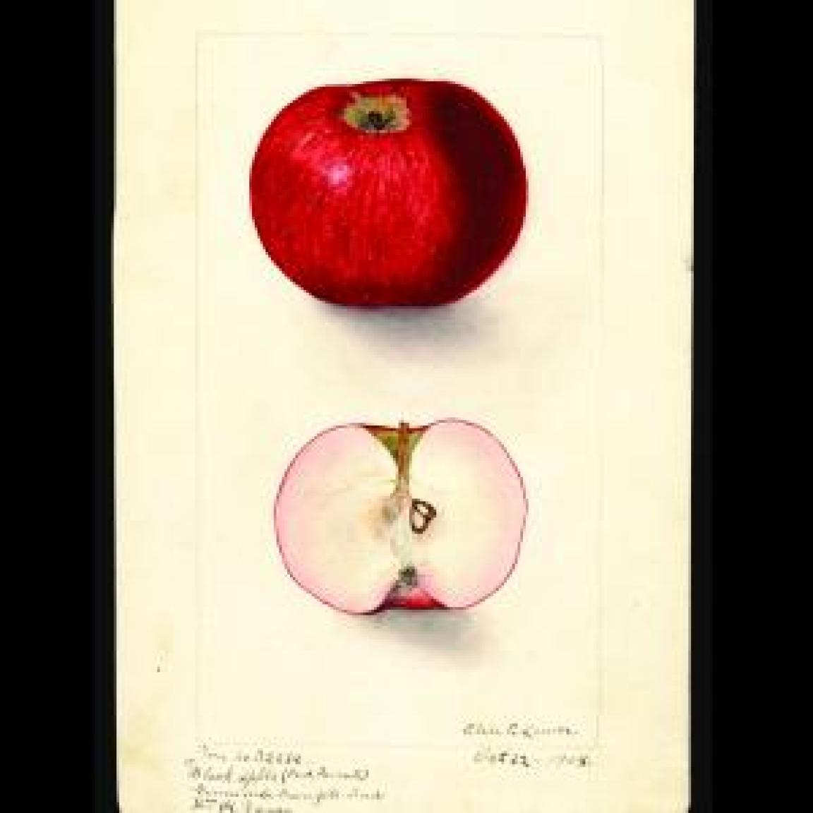 Antique illustration of a whole red apple and a cross section of the same apple