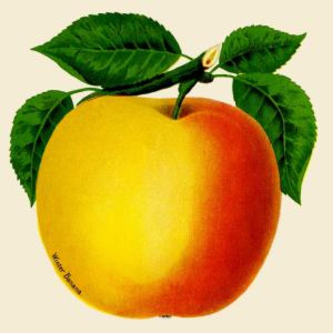 vintage illustration of an apple