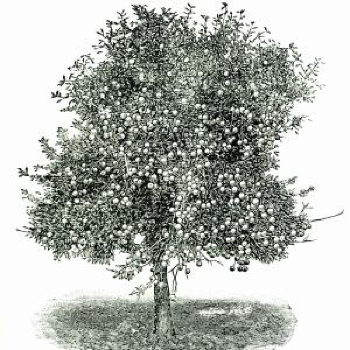 Black and white drawing of an apple tree