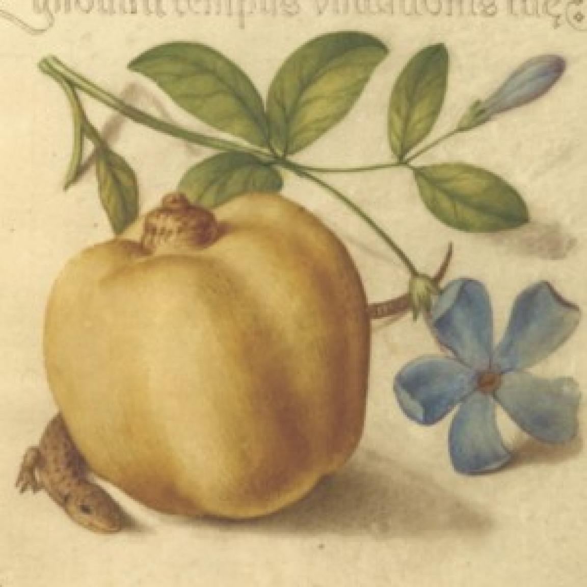 Antique painting of an apple, flower, and a small lizard