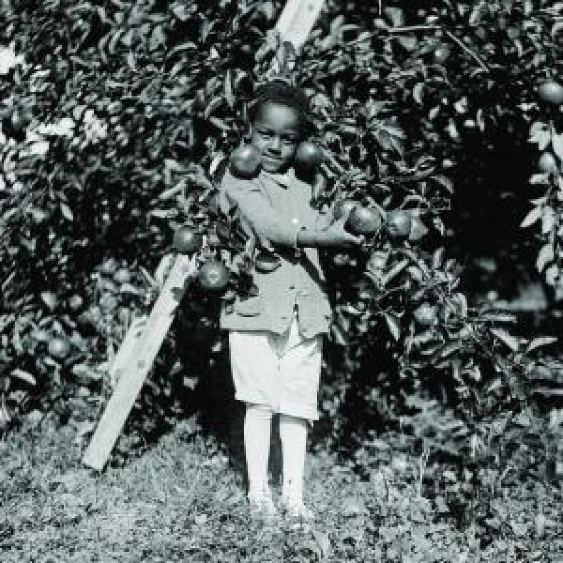 An old photograph of a small boy standing under an apple tree
