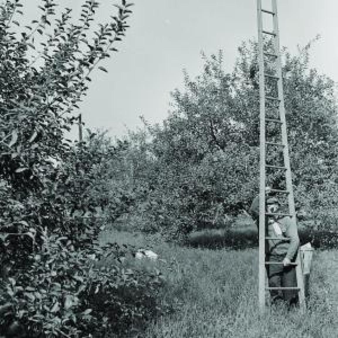 Vintage photograph of a man and a ladder in an apple orchard