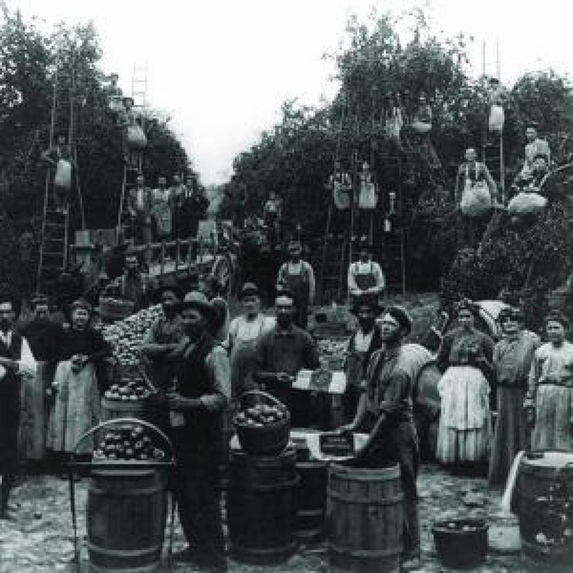 Old photograph of people in an apple orchard