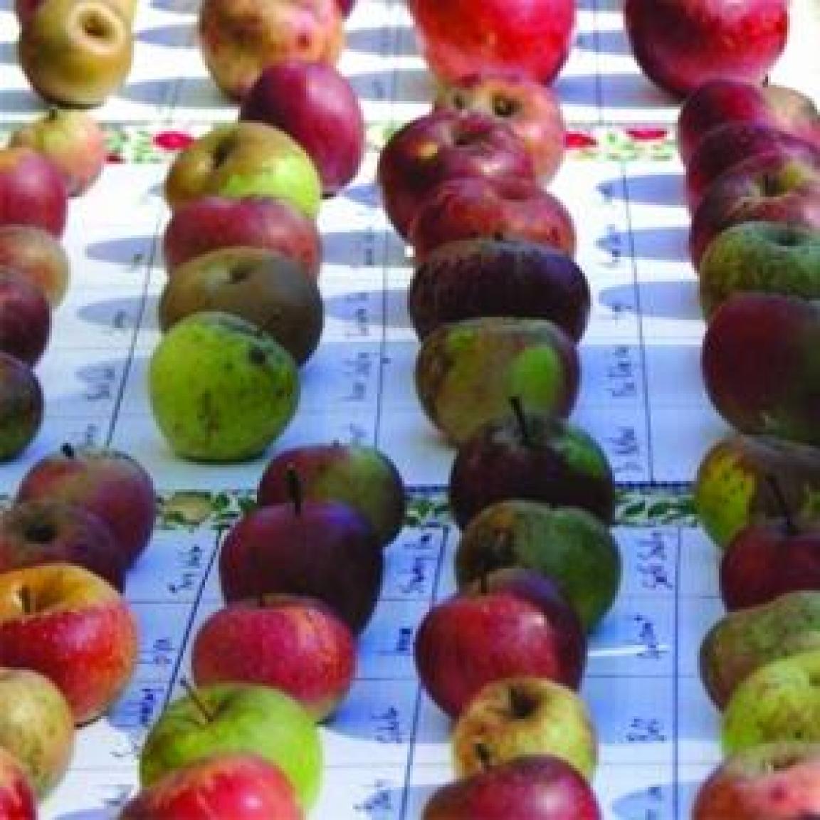 Apples lined up on a table
