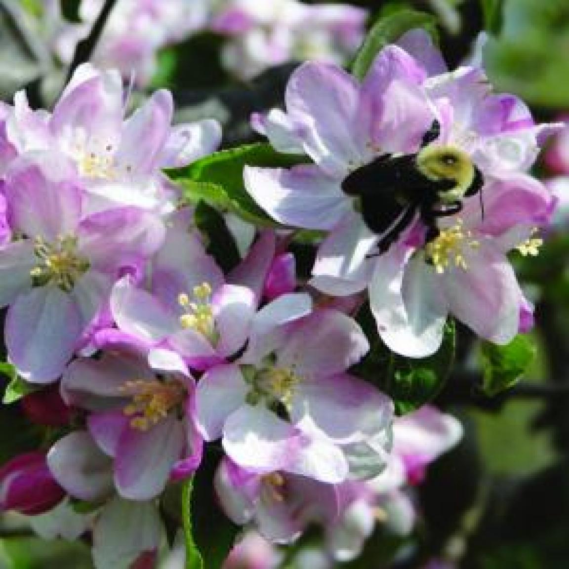 Photograph of bee on apple blossoms