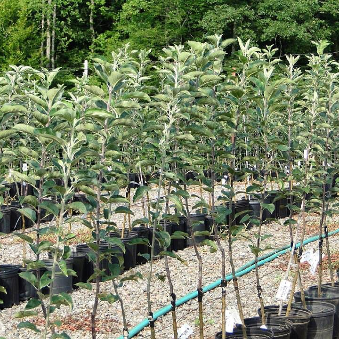 Apple tree saplings in pots lined up for sale