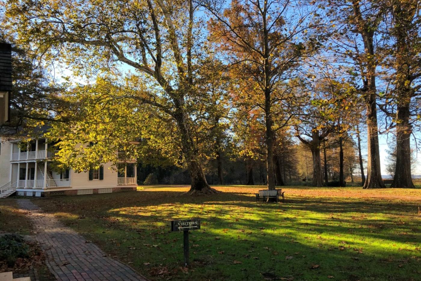 Picture of Sycamore trees, and a brick walkway leading to the Collins family home. 