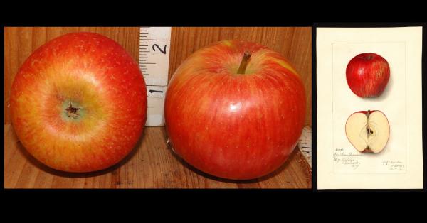 Two Red Apples with watercolor
