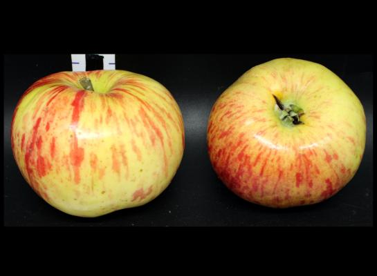 Two Red Apples
