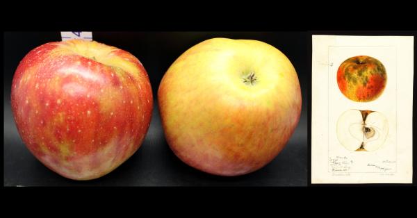 Two Red Apples with watercolor
