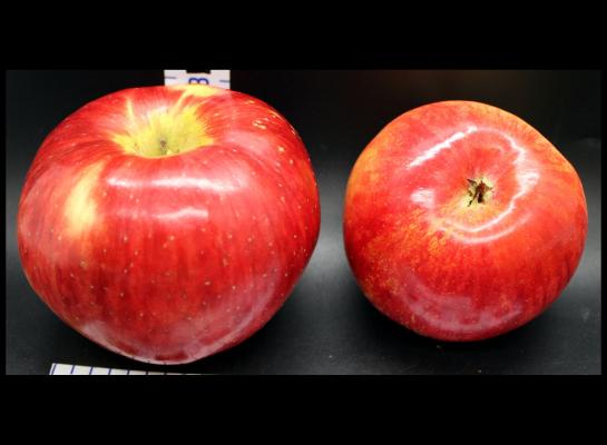 Two Red Apples
