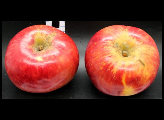 Two Red Apples