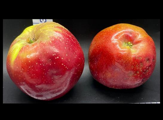 Two Red Apples