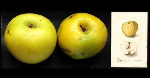 Two Yellow Apples with watercolor