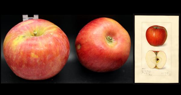 Two Red Apples with watercolor