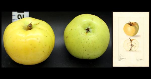 Two Yellow Apples with watercolor