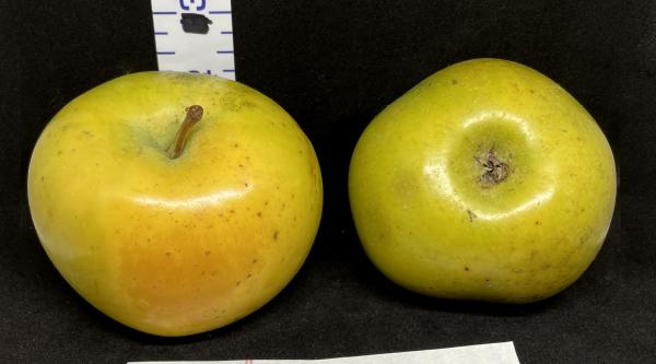 Two Yellow Apples