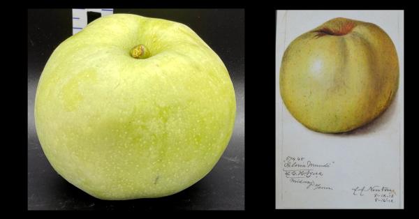 one green apple with watercolor
