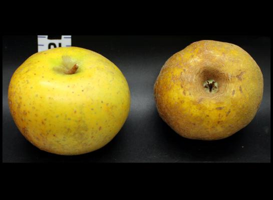 Two Yellow Apples